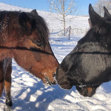 Serenite Et Nature Dans Une Ferme Equestre Vila Massonnens Exterior foto