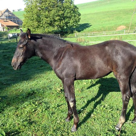 Serenite Et Nature Dans Une Ferme Equestre Vila Massonnens Exterior foto