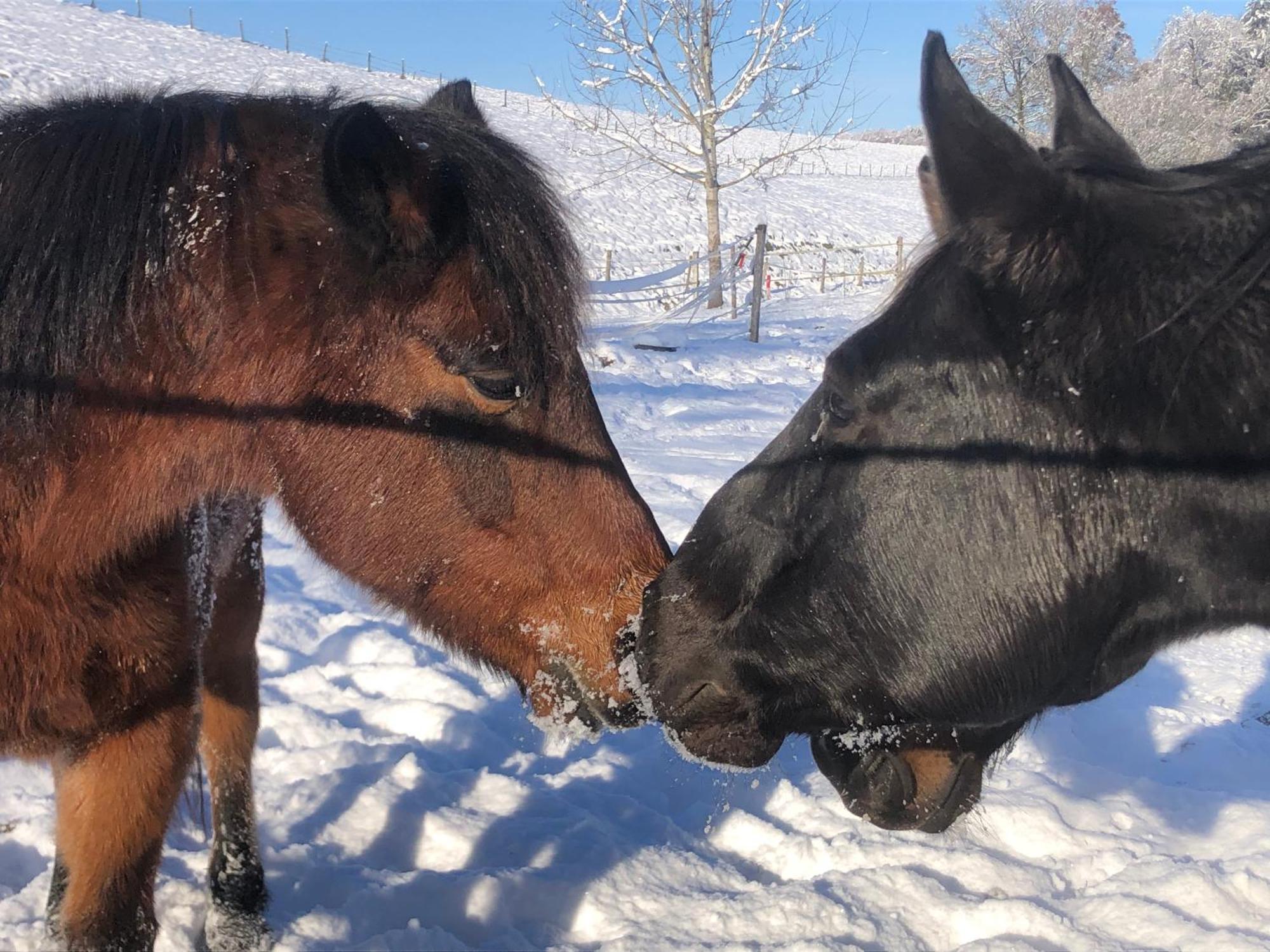 Serenite Et Nature Dans Une Ferme Equestre Vila Massonnens Exterior foto