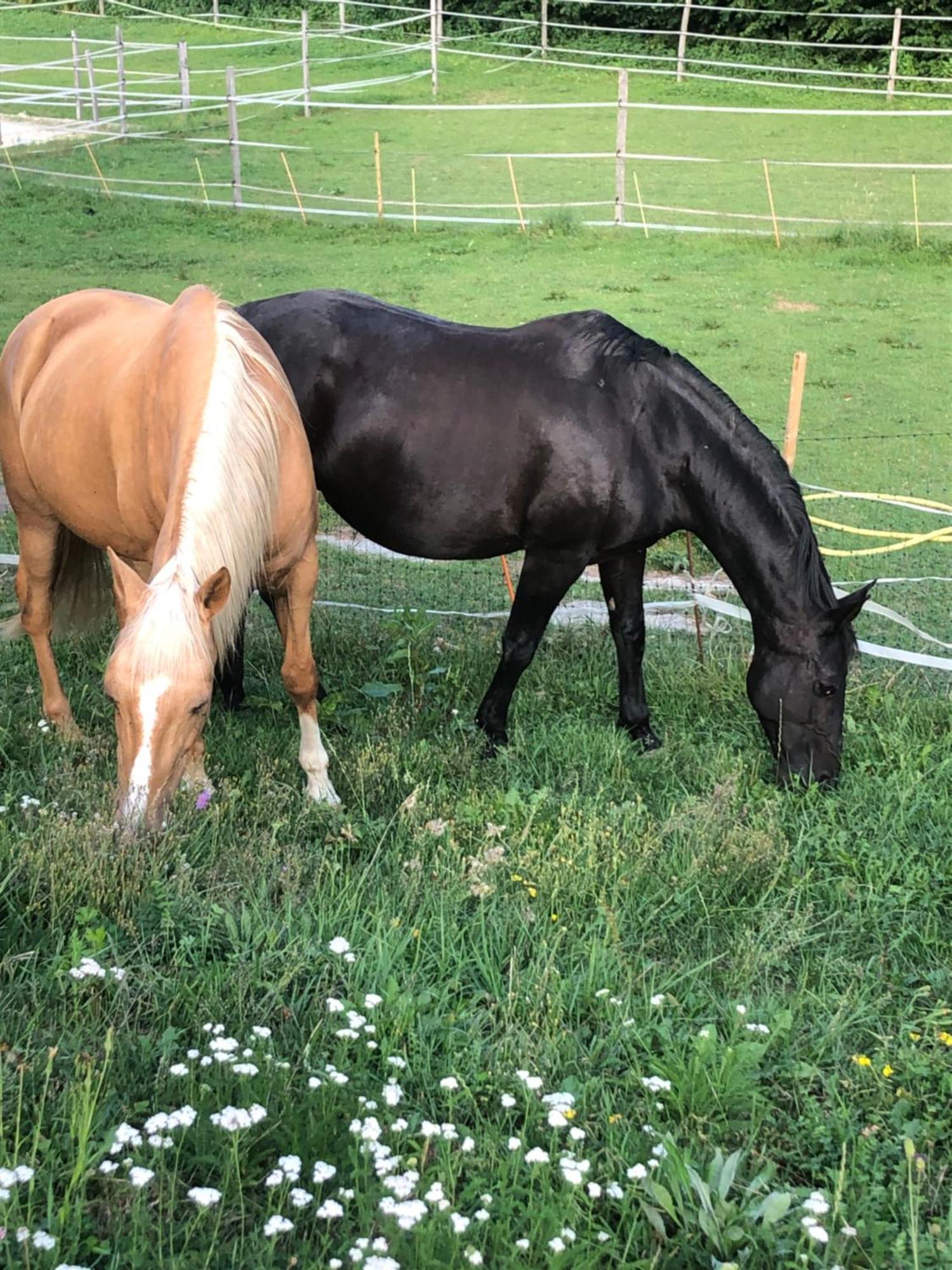 Serenite Et Nature Dans Une Ferme Equestre Vila Massonnens Exterior foto