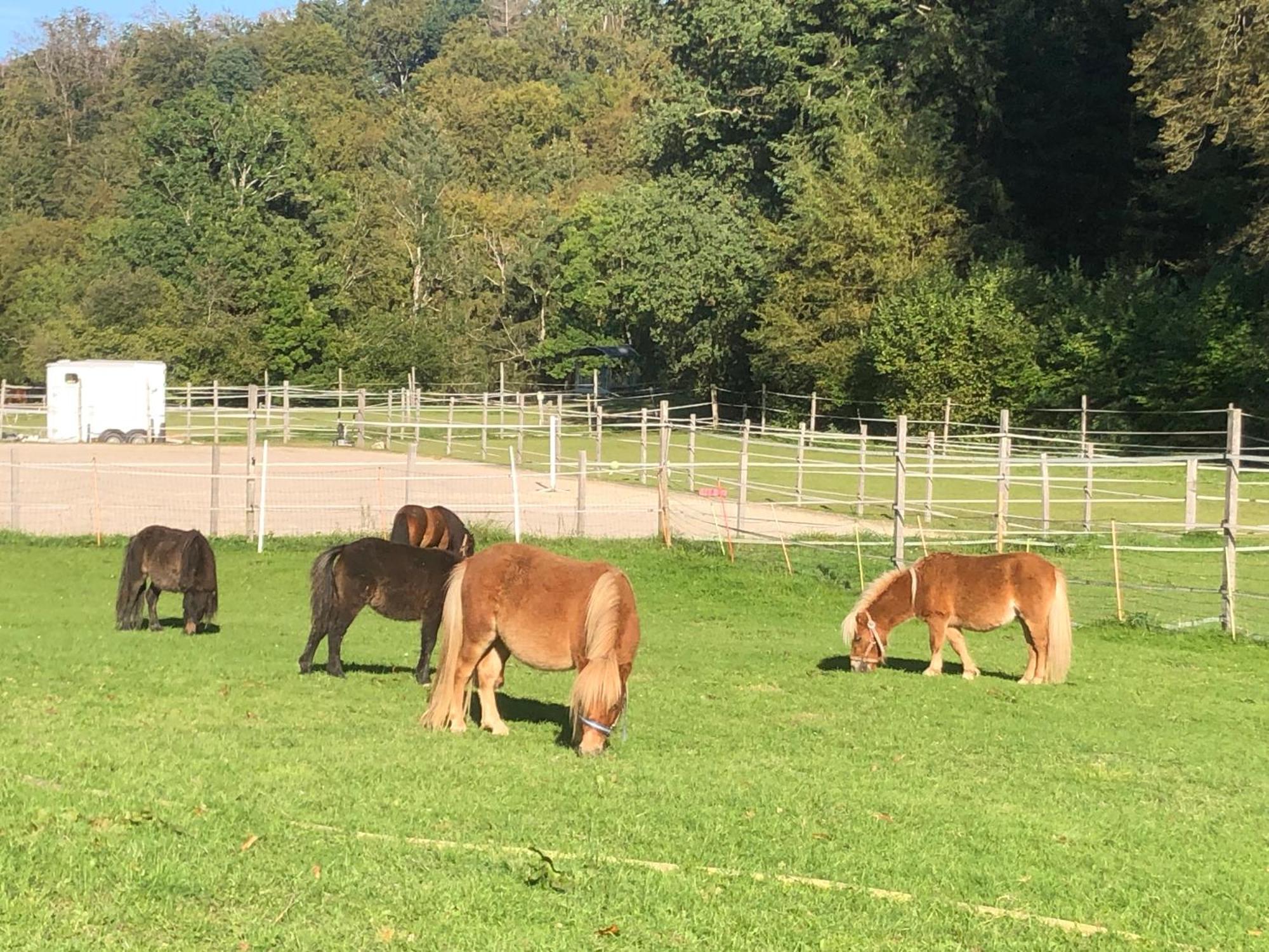 Serenite Et Nature Dans Une Ferme Equestre Vila Massonnens Exterior foto