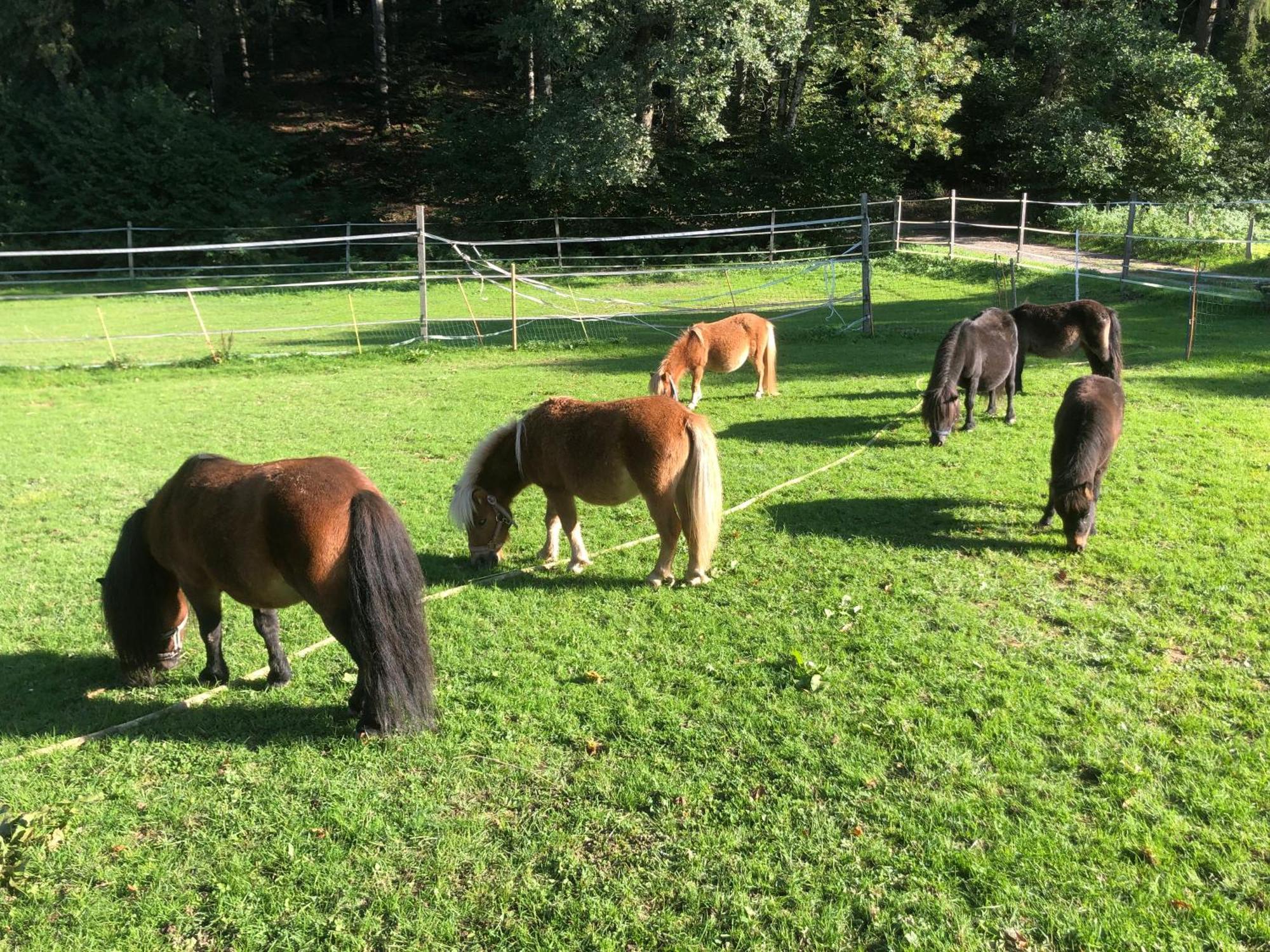 Serenite Et Nature Dans Une Ferme Equestre Vila Massonnens Exterior foto