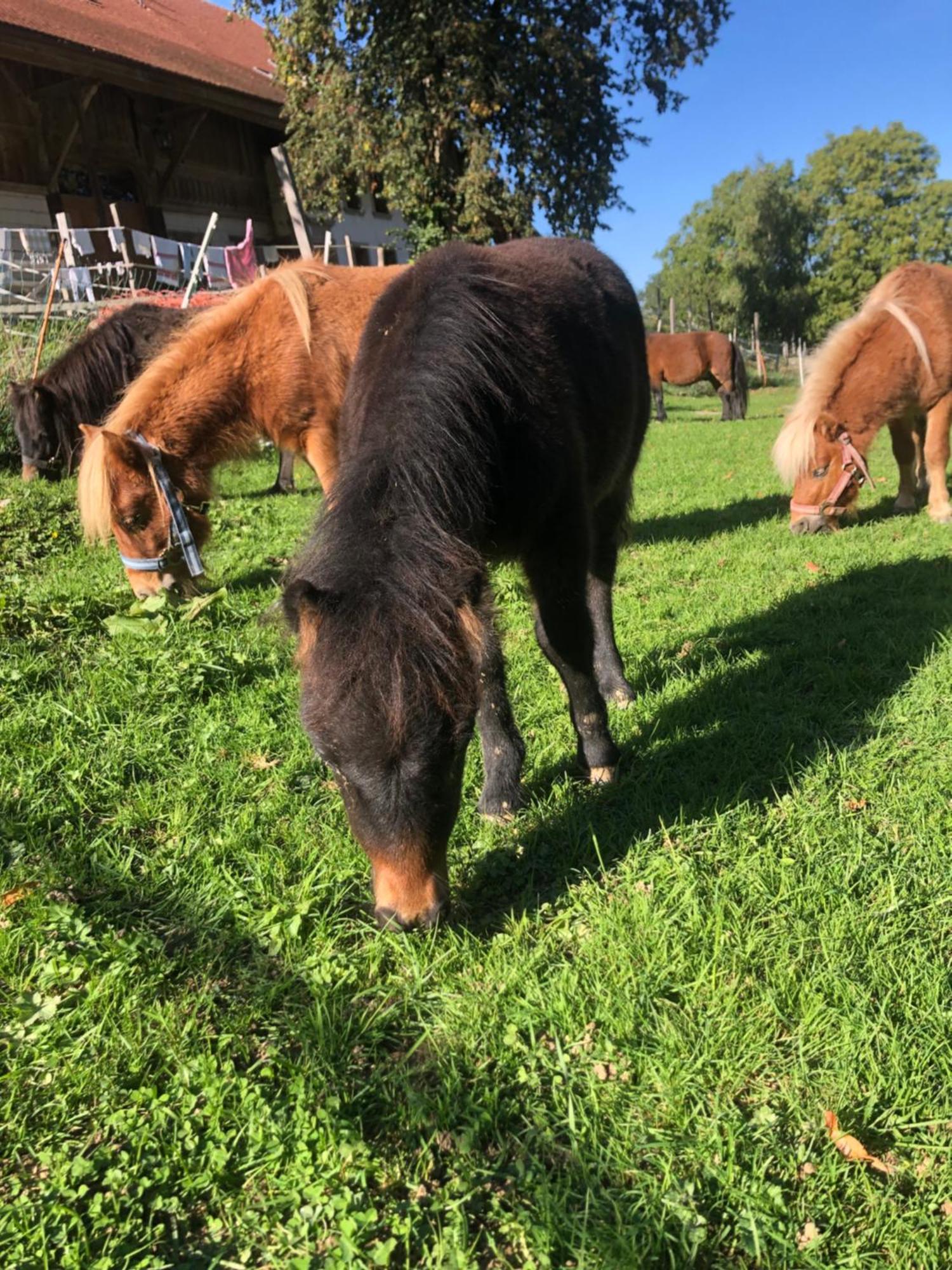 Serenite Et Nature Dans Une Ferme Equestre Vila Massonnens Exterior foto