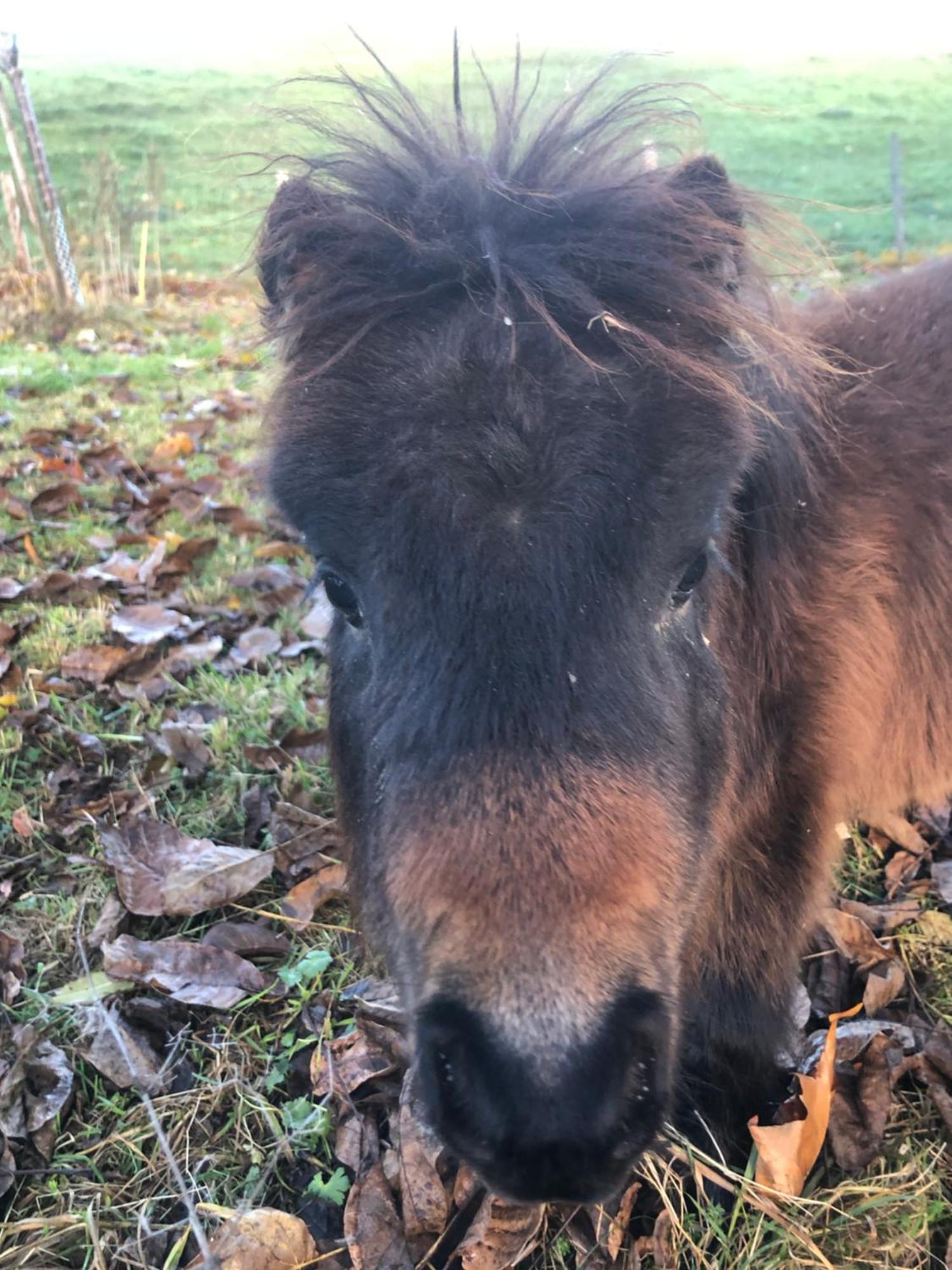 Serenite Et Nature Dans Une Ferme Equestre Vila Massonnens Exterior foto