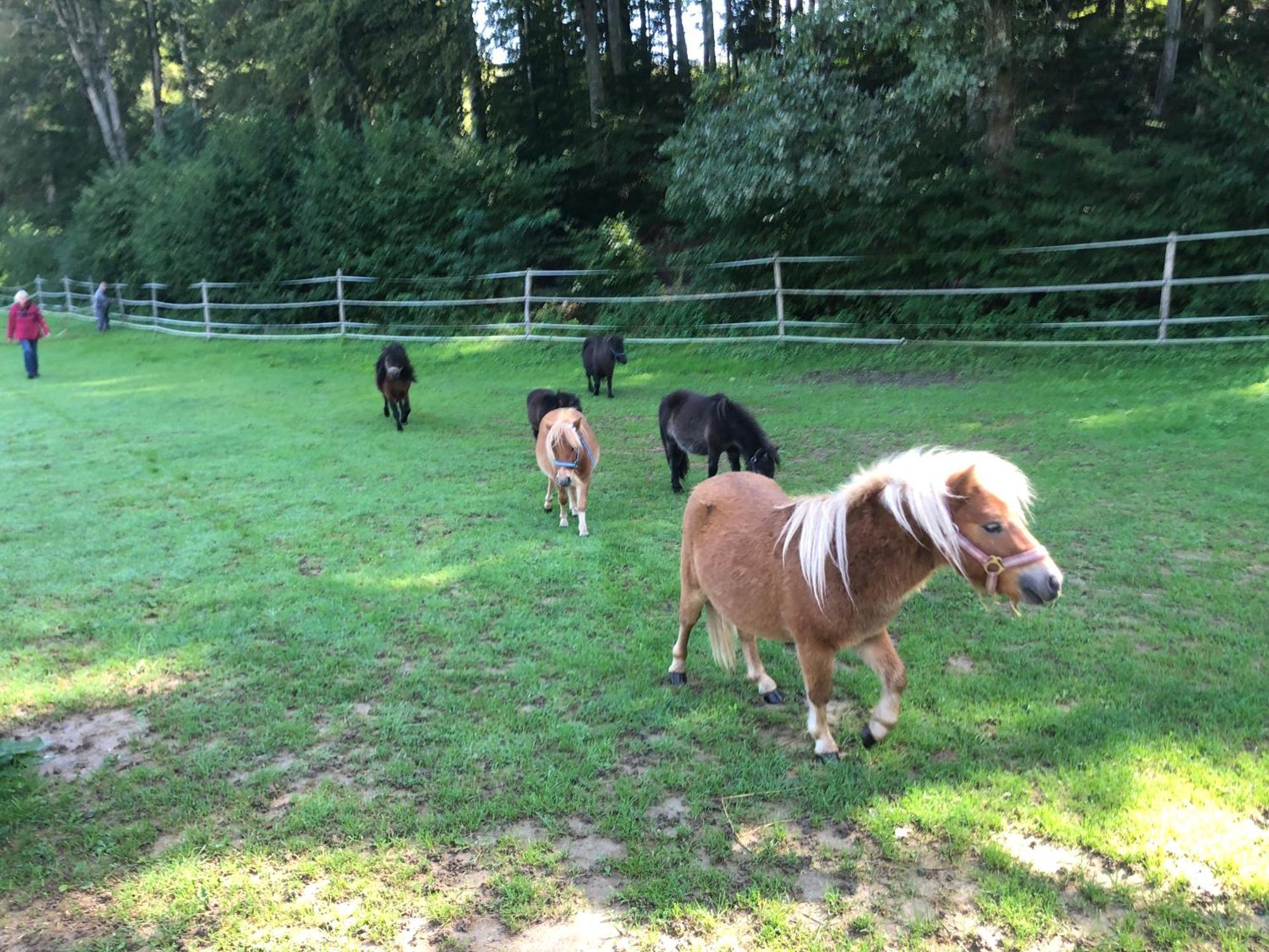 Serenite Et Nature Dans Une Ferme Equestre Vila Massonnens Exterior foto