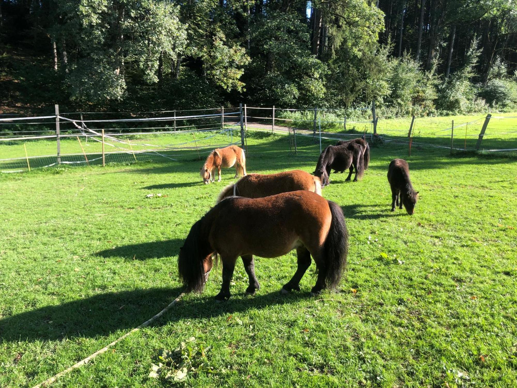 Serenite Et Nature Dans Une Ferme Equestre Vila Massonnens Exterior foto