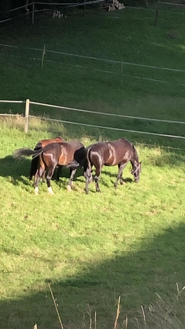 Serenite Et Nature Dans Une Ferme Equestre Vila Massonnens Exterior foto