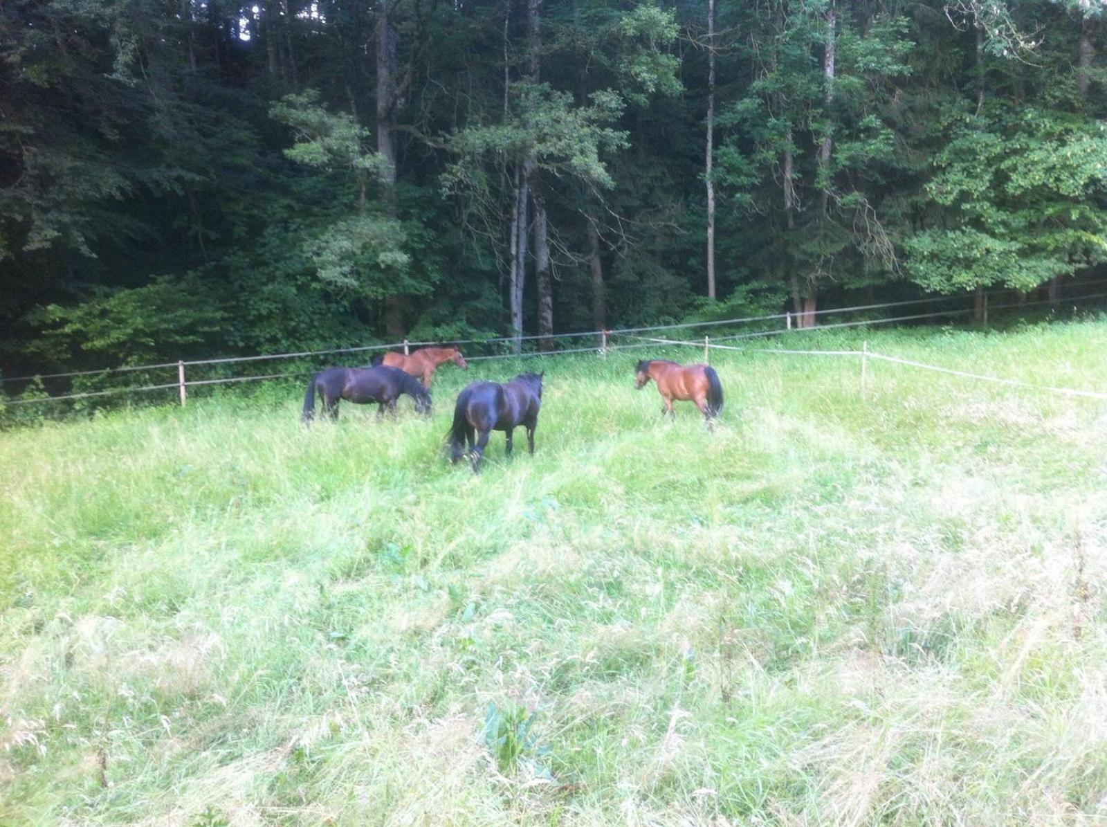 Serenite Et Nature Dans Une Ferme Equestre Vila Massonnens Exterior foto