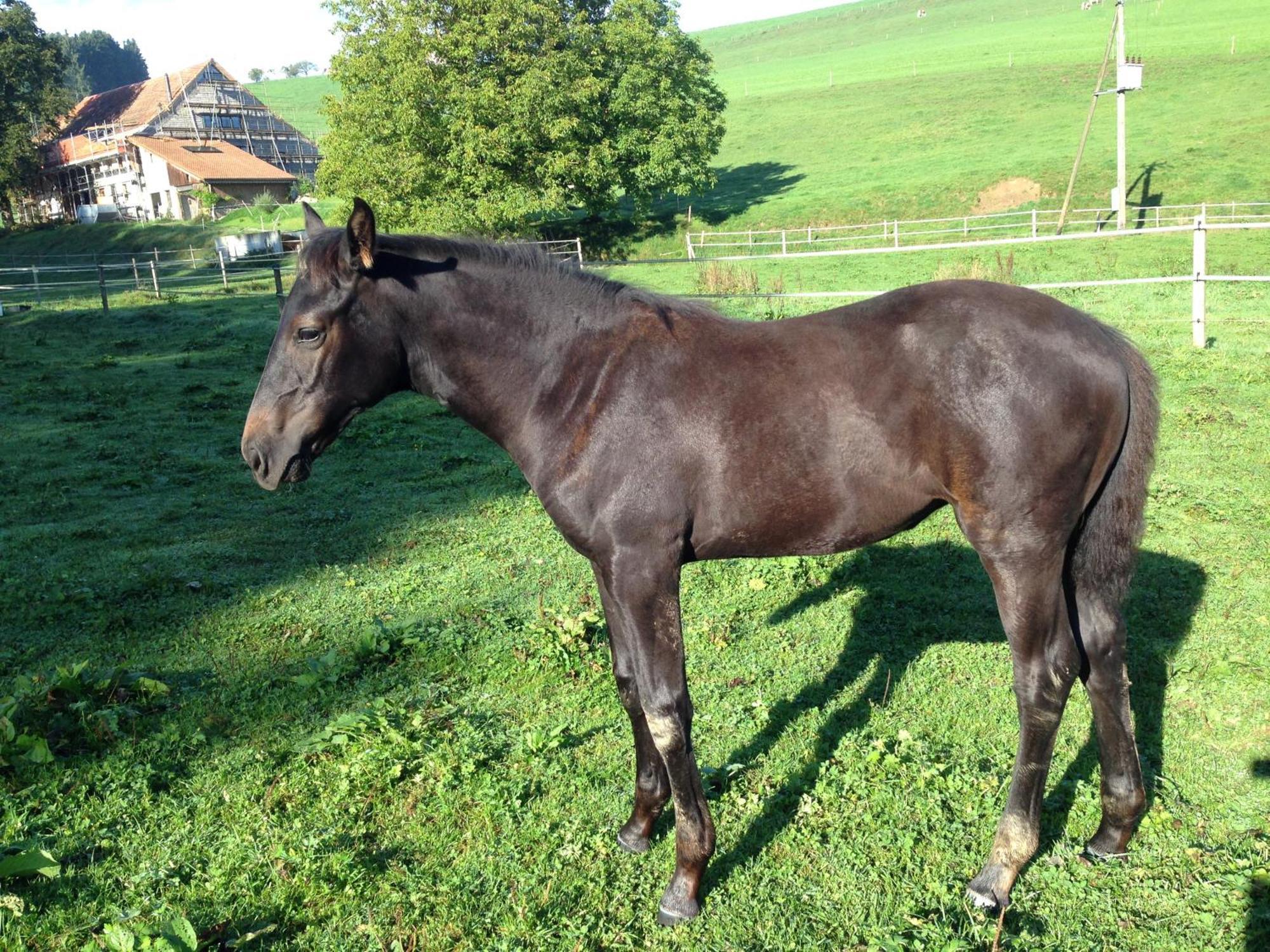 Serenite Et Nature Dans Une Ferme Equestre Vila Massonnens Exterior foto